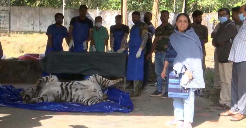 കെണിയില്‍ കുരുങ്ങി കടുവ ചത്ത സംഭവം; സ്ഥലമുടമക്കെതിരെ കേസ്; പ്രതിഷേധം