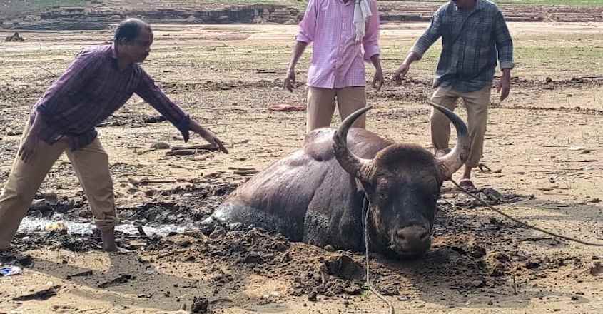 ചെളിയില്‍ പുതഞ്ഞ കാട്ടുപോത്തിന് രക്ഷകരായി വനപാലകര്‍
