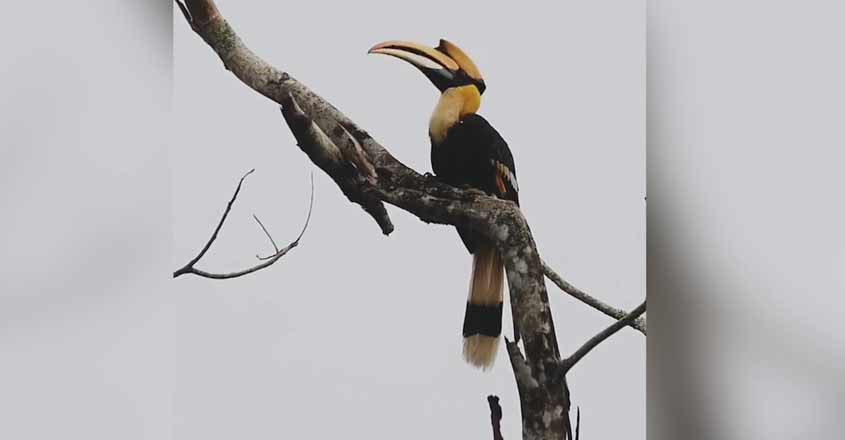 hornbillkerala-25