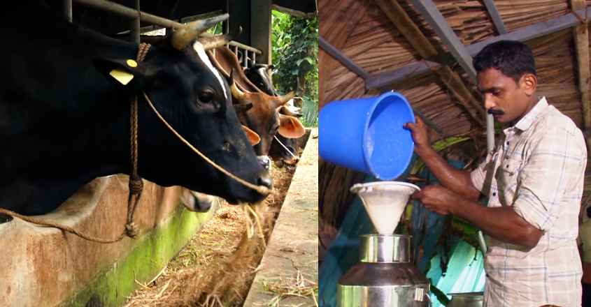cattle-disease cattle-disease