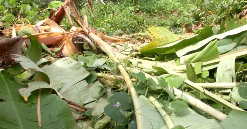 elephant-destroyed-agriculture