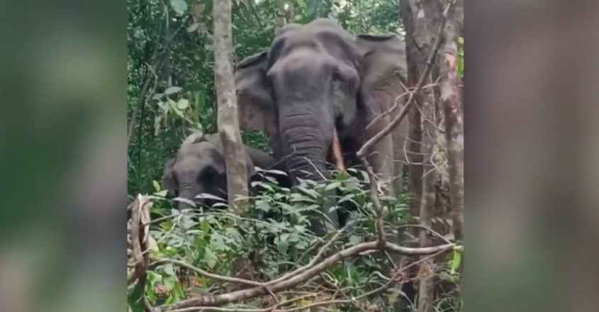 elephant