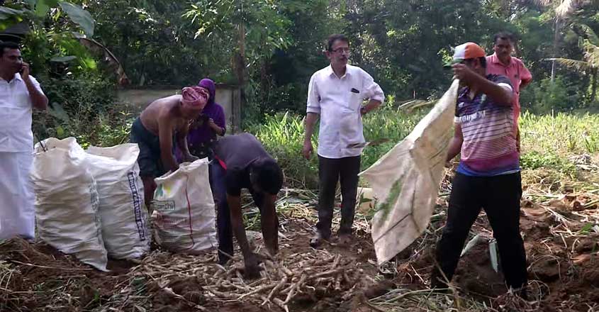 manjaliarrowroot