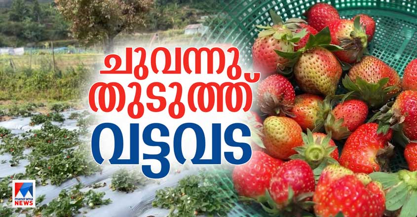 vatavada-strawberry-07