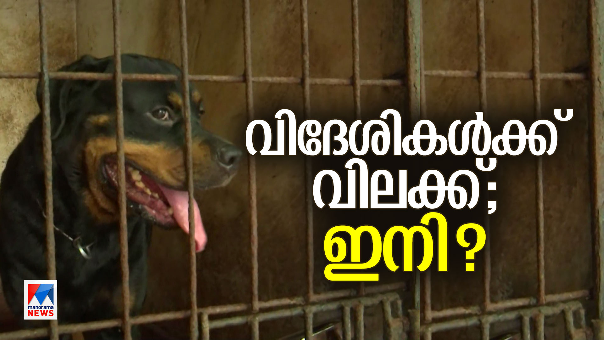 rottweiler-HD