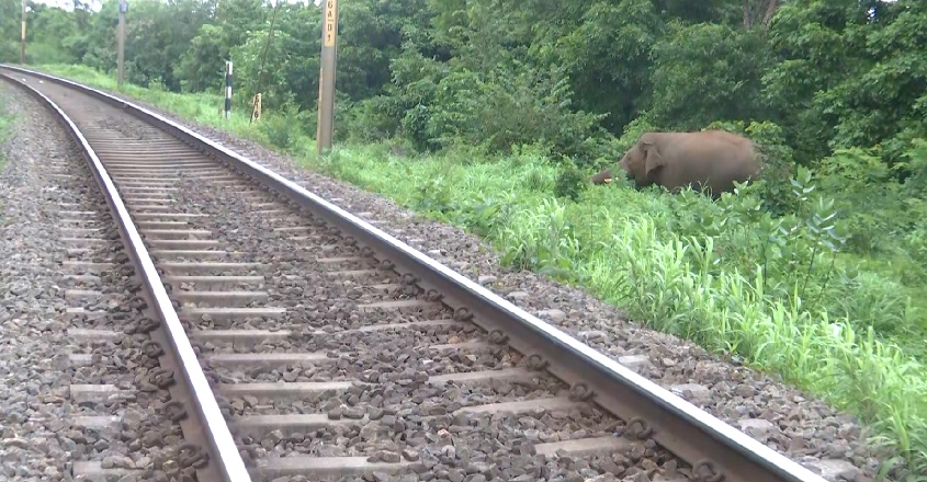 wild-elephant