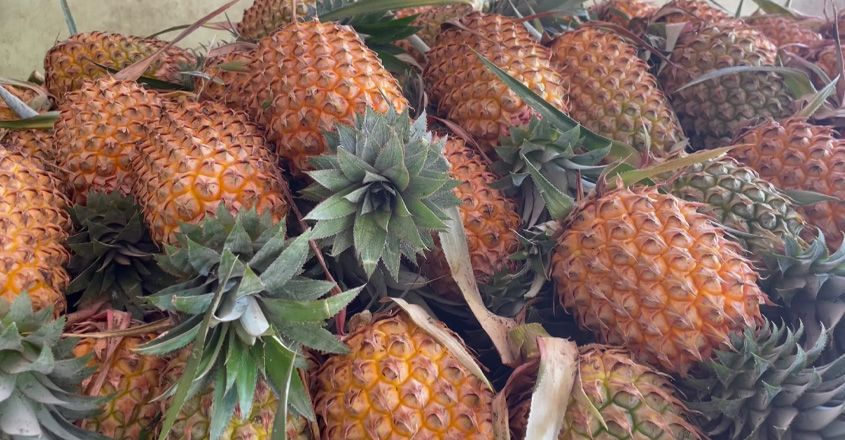 pineapple pineapple