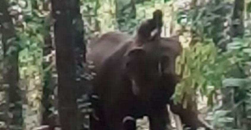 EERATTUPETTA-ELEPHANT