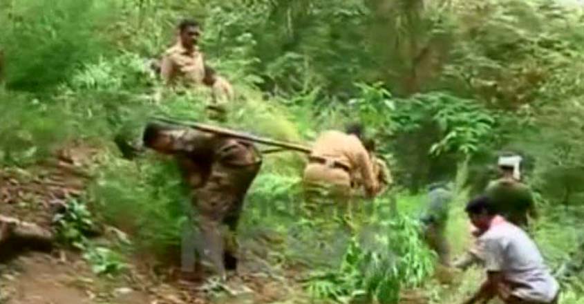 attappad-ganja attappad-ganja
