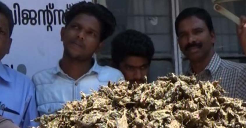 kumali-ganja kumali-ganja