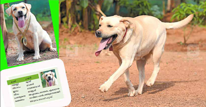 police-dog-honey police-dog-honey