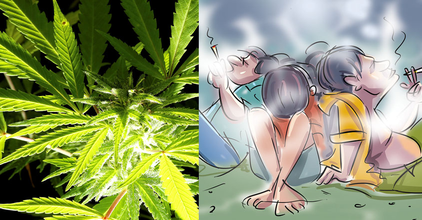ganja-abuse ganja-abuse