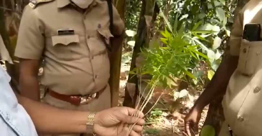 ganja-plant-distroyed-at-ne ganja-plant-distroyed-at-ne