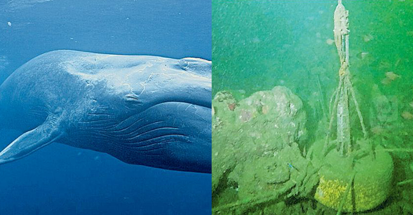 blue-whale blue-whale