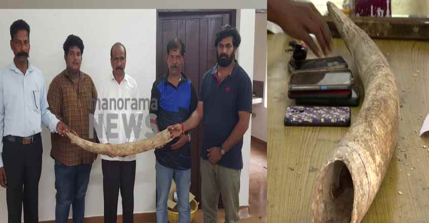 ivory-case ivory-case