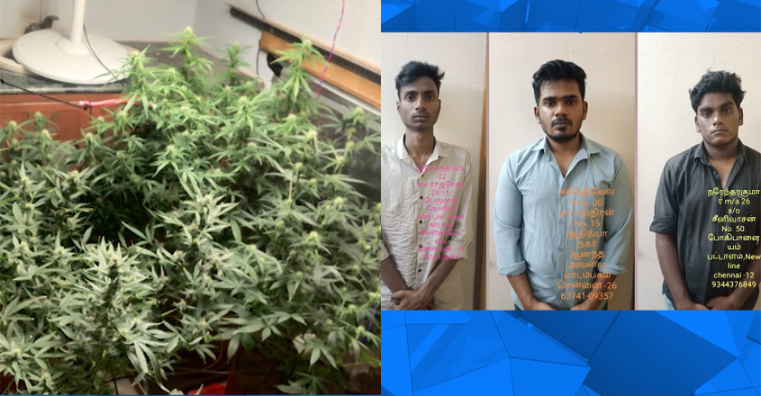 cultivate-ganja-in-flat-usi