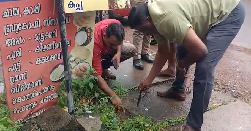 ganja-plants-on-police-stat