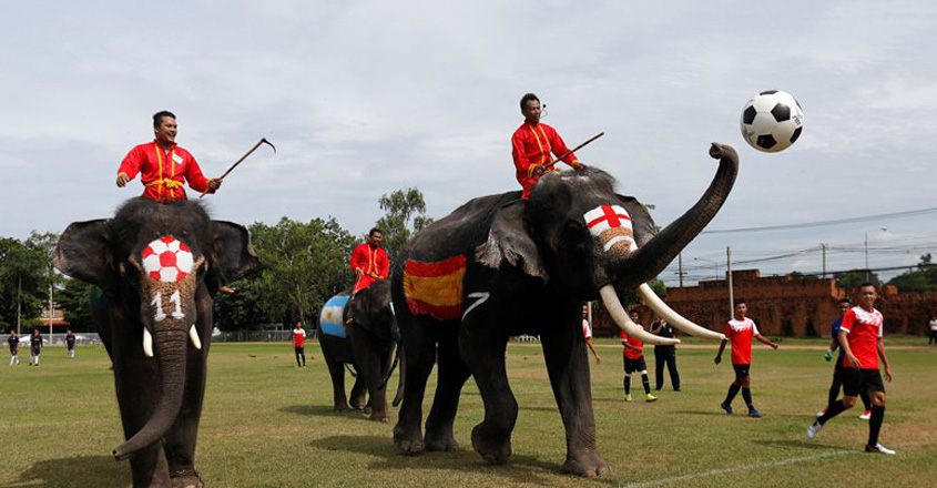 elephant-footbal elephant-footbal