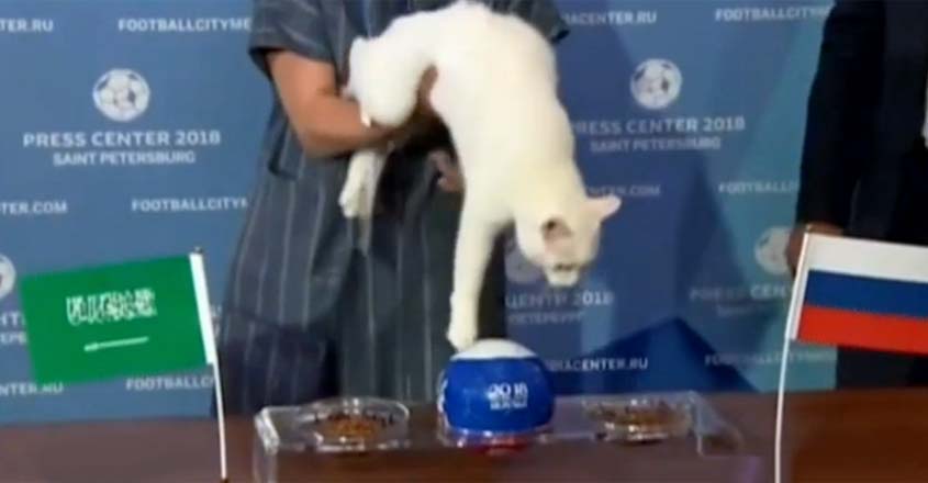 cat-worldcup-t cat-worldcup-t