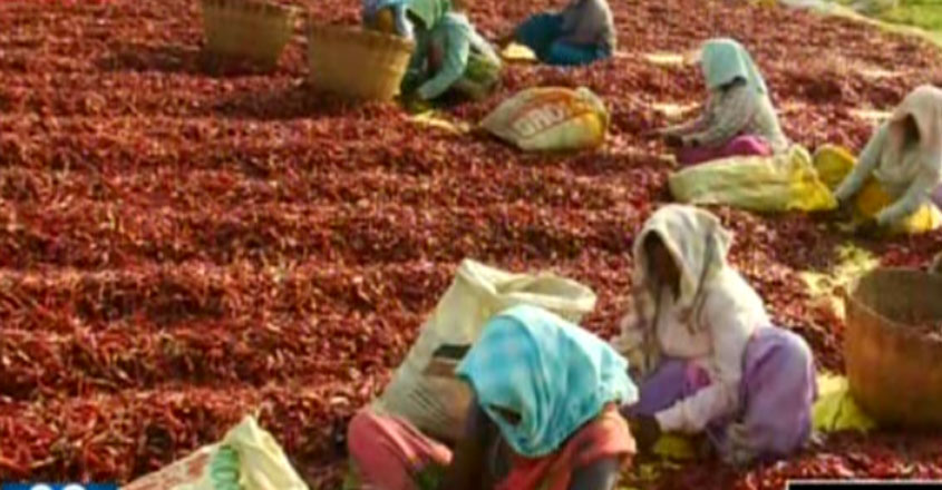 chilli-farm chilli-farm