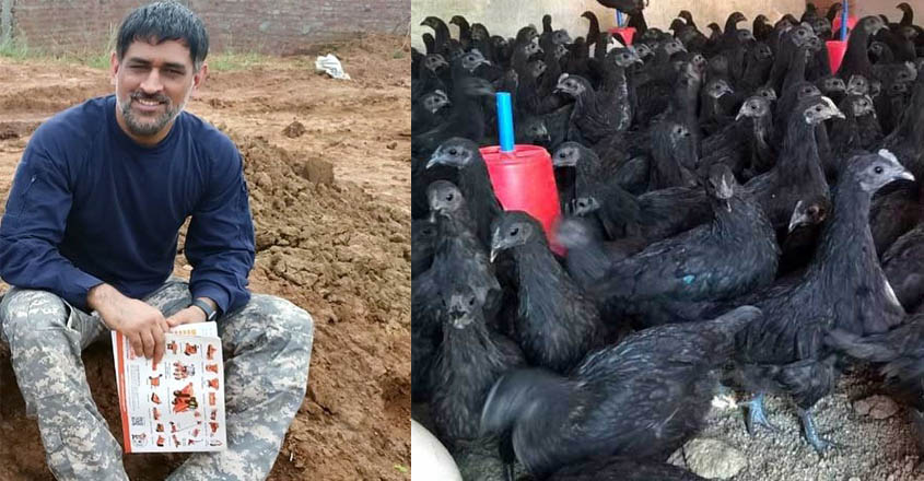 dhoni-farm dhoni-farm