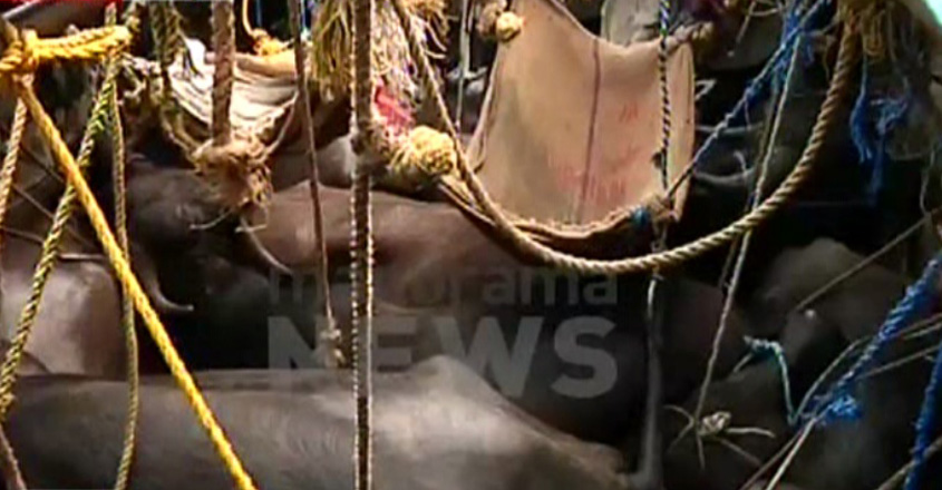 cattle-malappuram cattle-malappuram