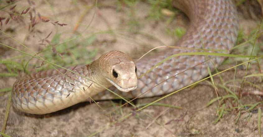 brownsnake-bite brownsnake-bite