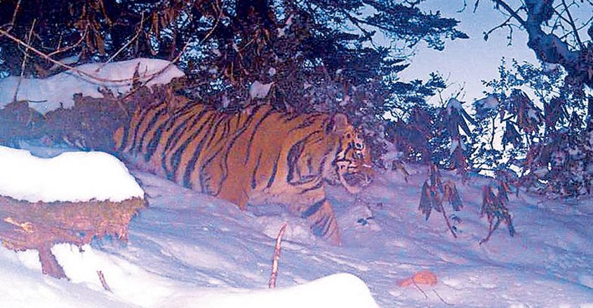 tiger-arunachalpradesh tiger-arunachalpradesh