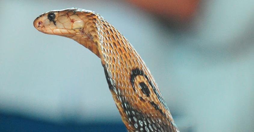 cobra7-12 cobra7-12