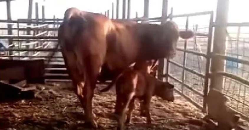 red-heifer red-heifer