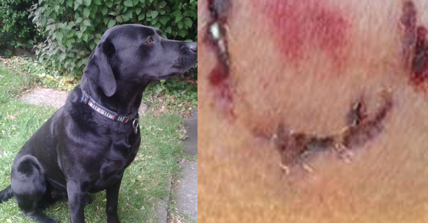 dog-bite dog-bite