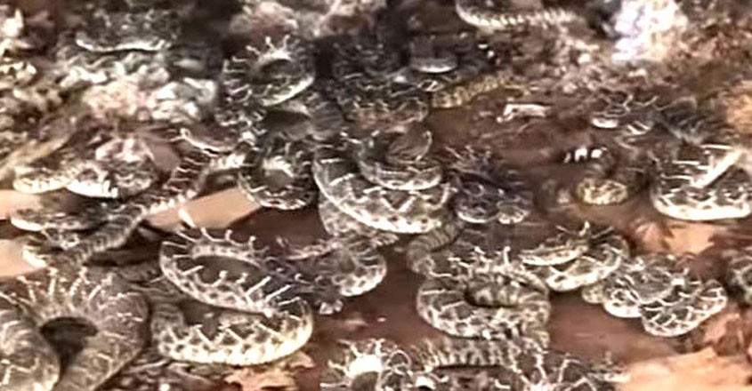 snake snake