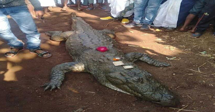 crocodile3 crocodile3