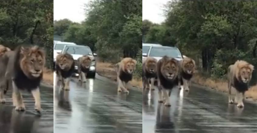 lions-road-video lions-road-video