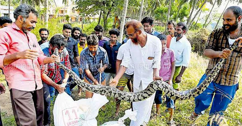 python python