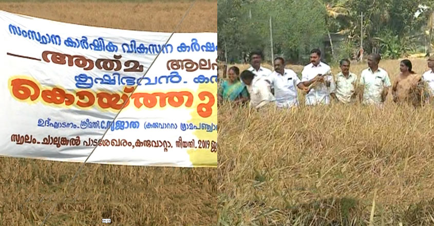 karuvatta-paddy karuvatta-paddy