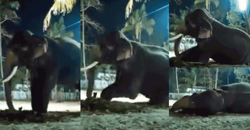 elephant-sleep-video elephant-sleep-video