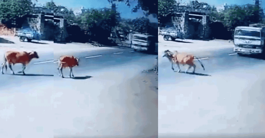 lorry-cow-accident lorry-cow-accident