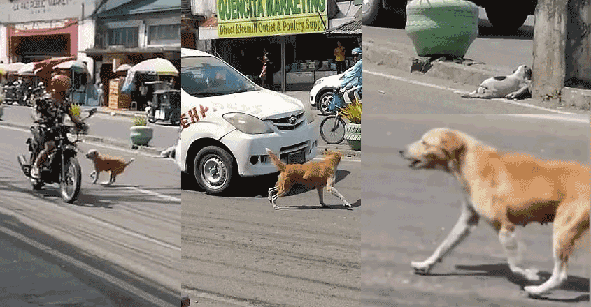 mother-dog-love mother-dog-love