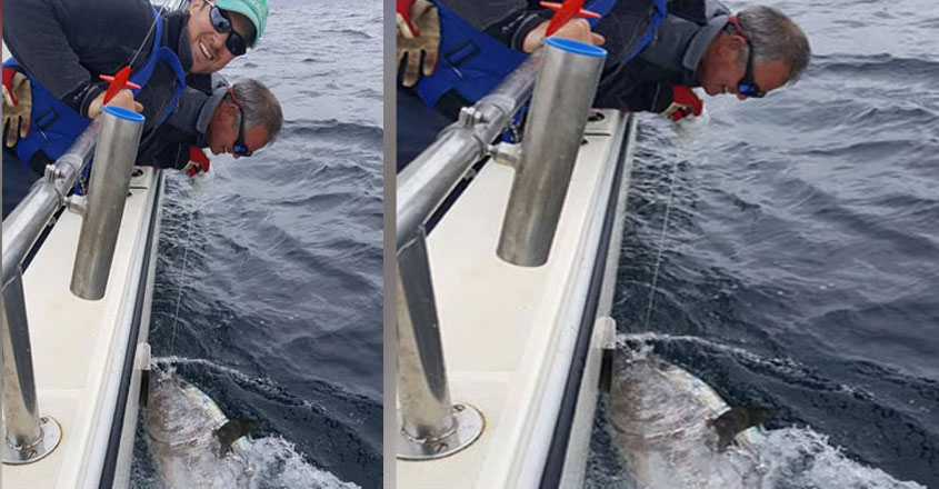 tuna-fish-sea tuna-fish-sea