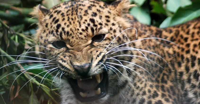 leopard23 leopard23