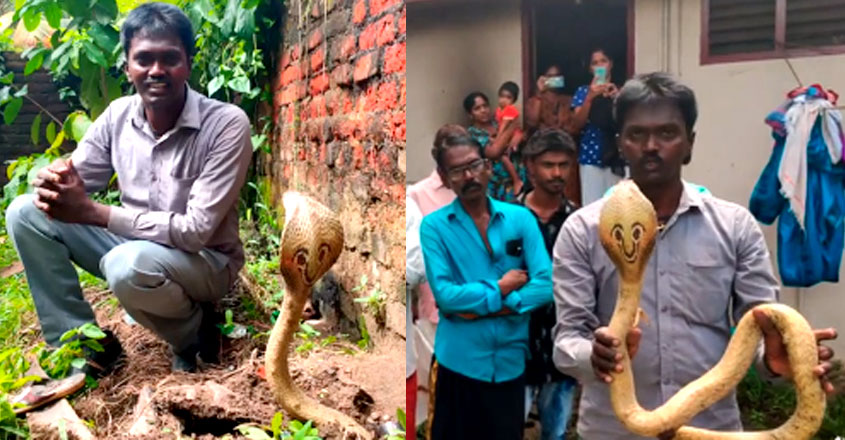 vava-suresh-golden-cobra