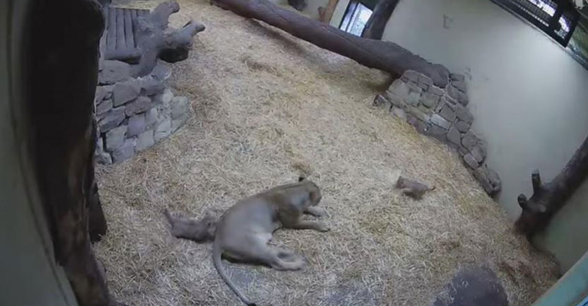 lion lion