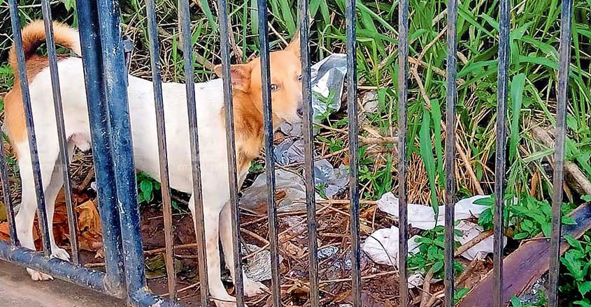 dog-tvm dog-tvm