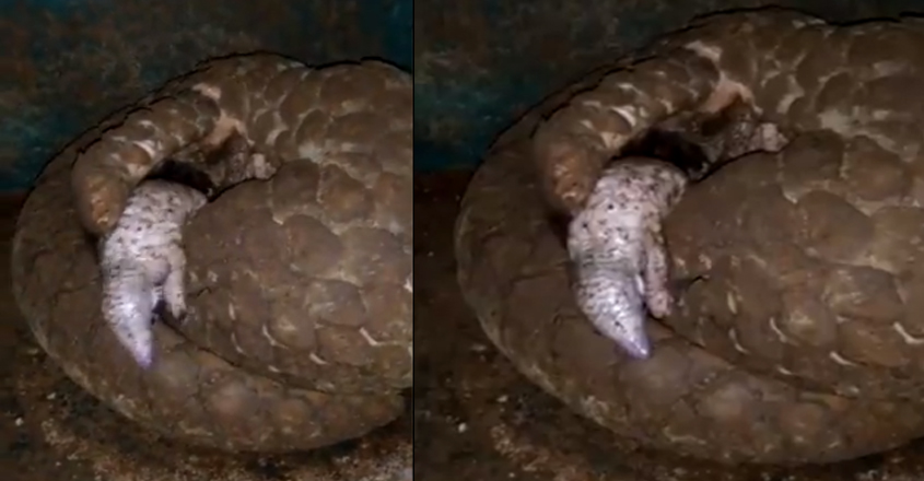 adorable-baby-pangolin-with-its-mother