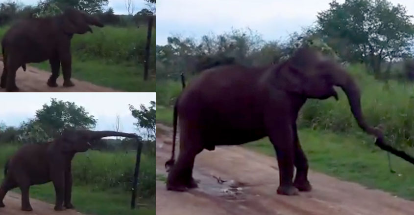 elephant-idea-viral elephant-idea-viral
