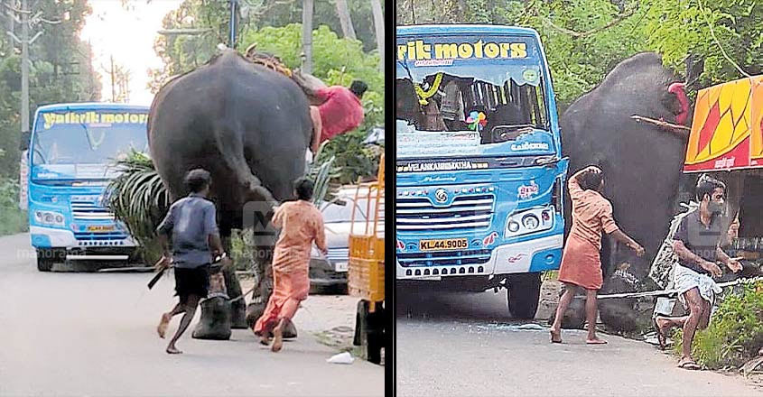 elephant-illickal elephant-illickal