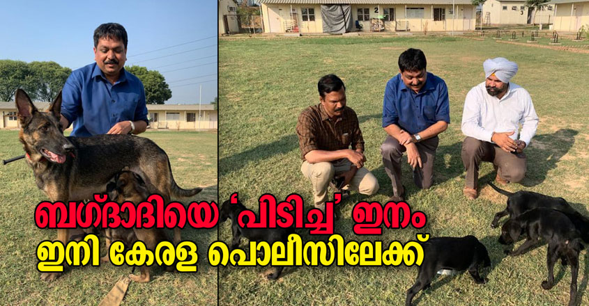 police-dog-new police-dog-new