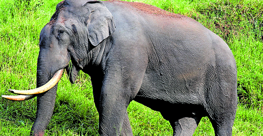 wild-elephant-07 wild-elephant-07