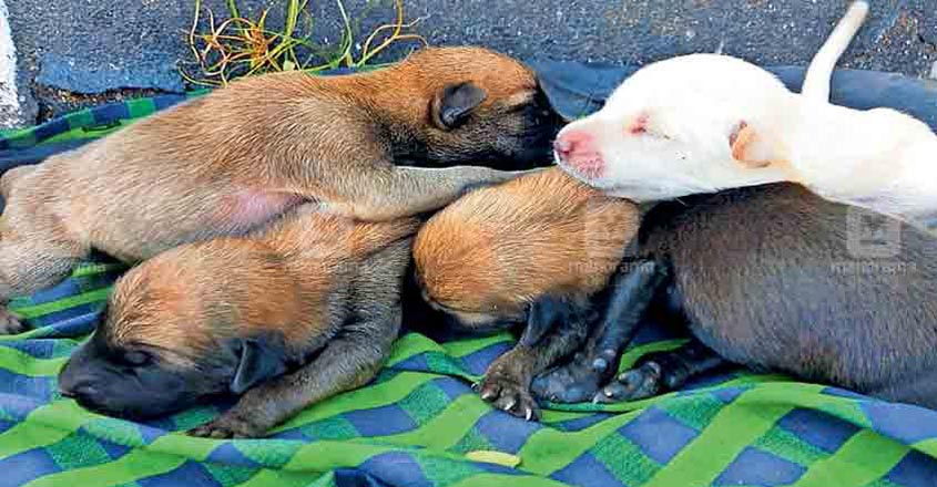 tvm-puppies tvm-puppies